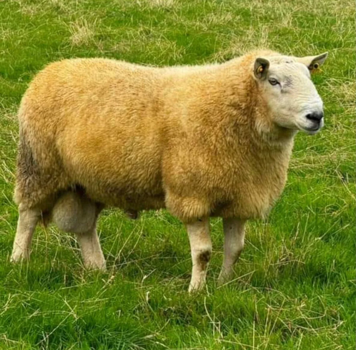 Cheviot Ram Lambs - Image 1