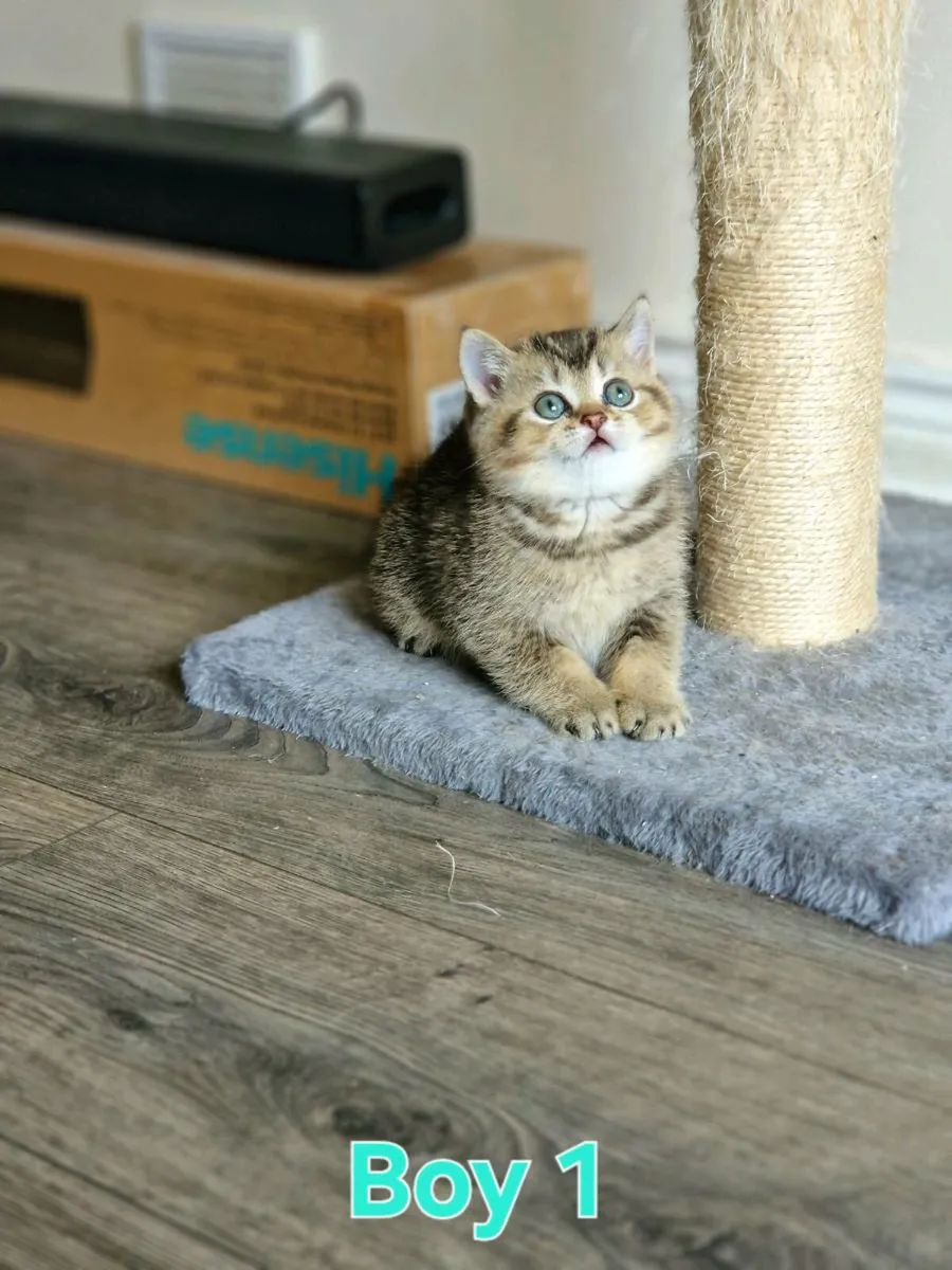 British Shorthair kitten - Image 2