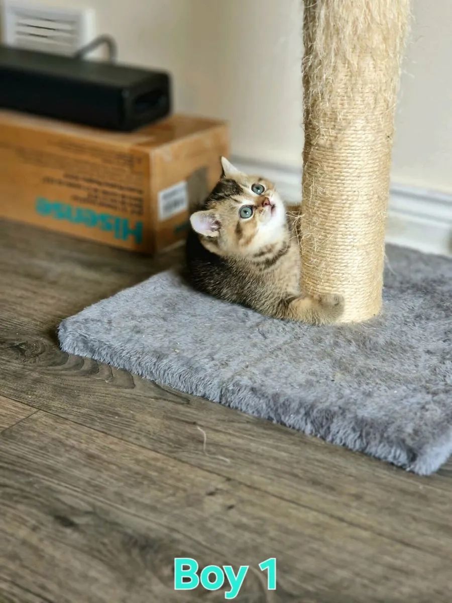 British Shorthair kitten - Image 3