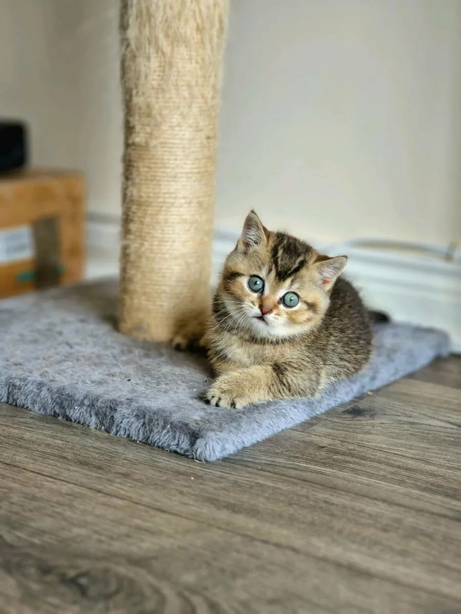British Shorthair kitten - Image 4