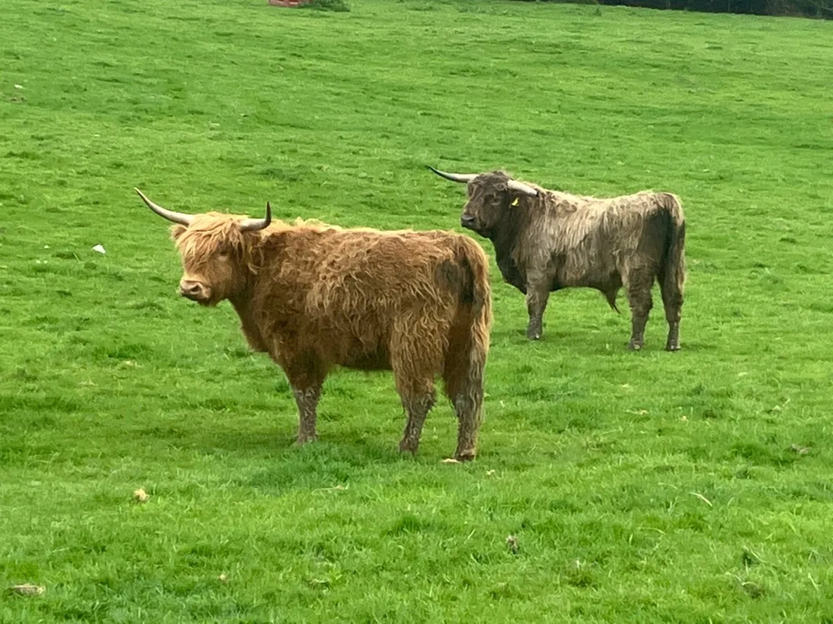 Highland heifer - Image 1
