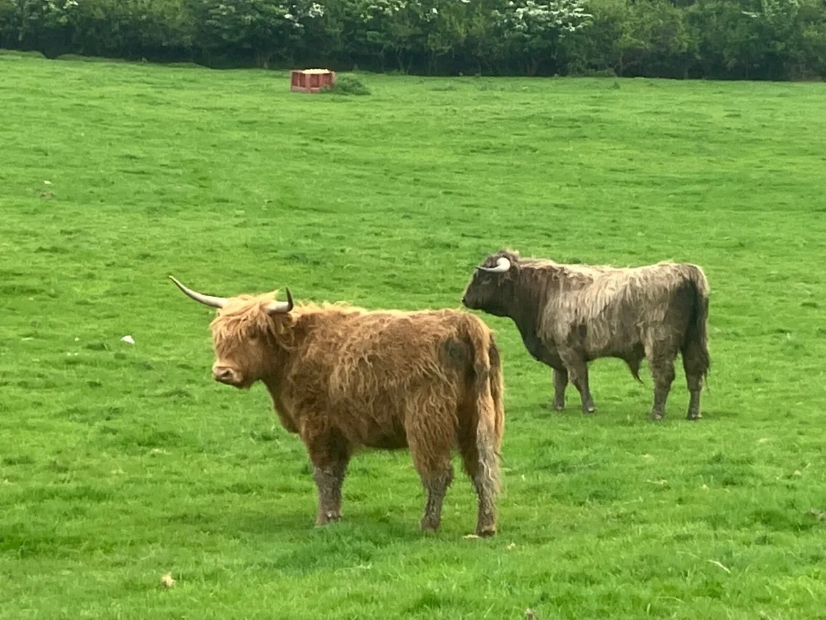 Highland heifer - Image 2