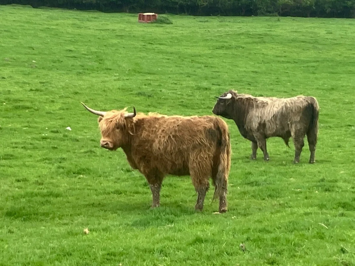 Highland heifer - Image 3