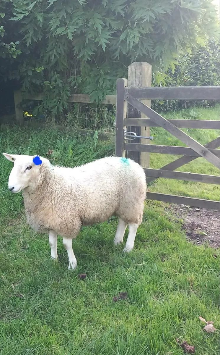 Cheviot Ram Lambs - Image 2