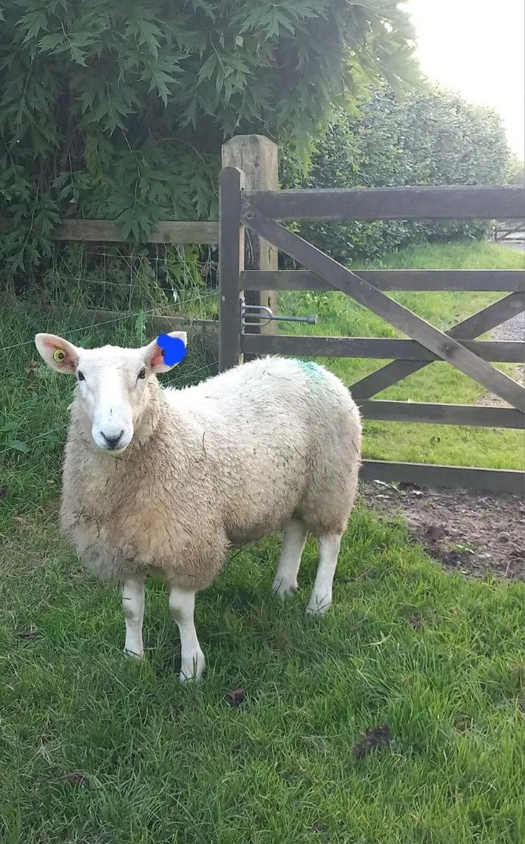 Cheviot Ram Lambs - Image 3