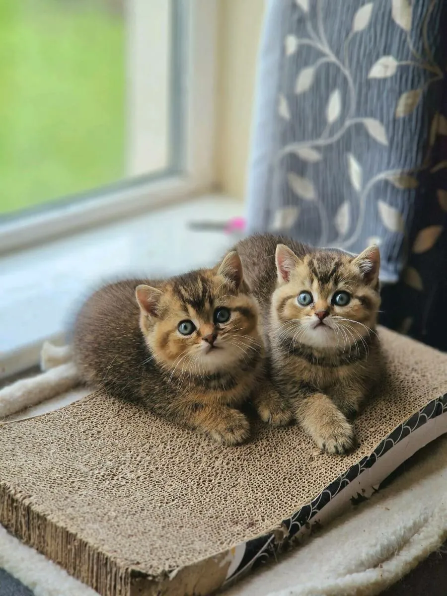 British Shorthair kitten - Image 1