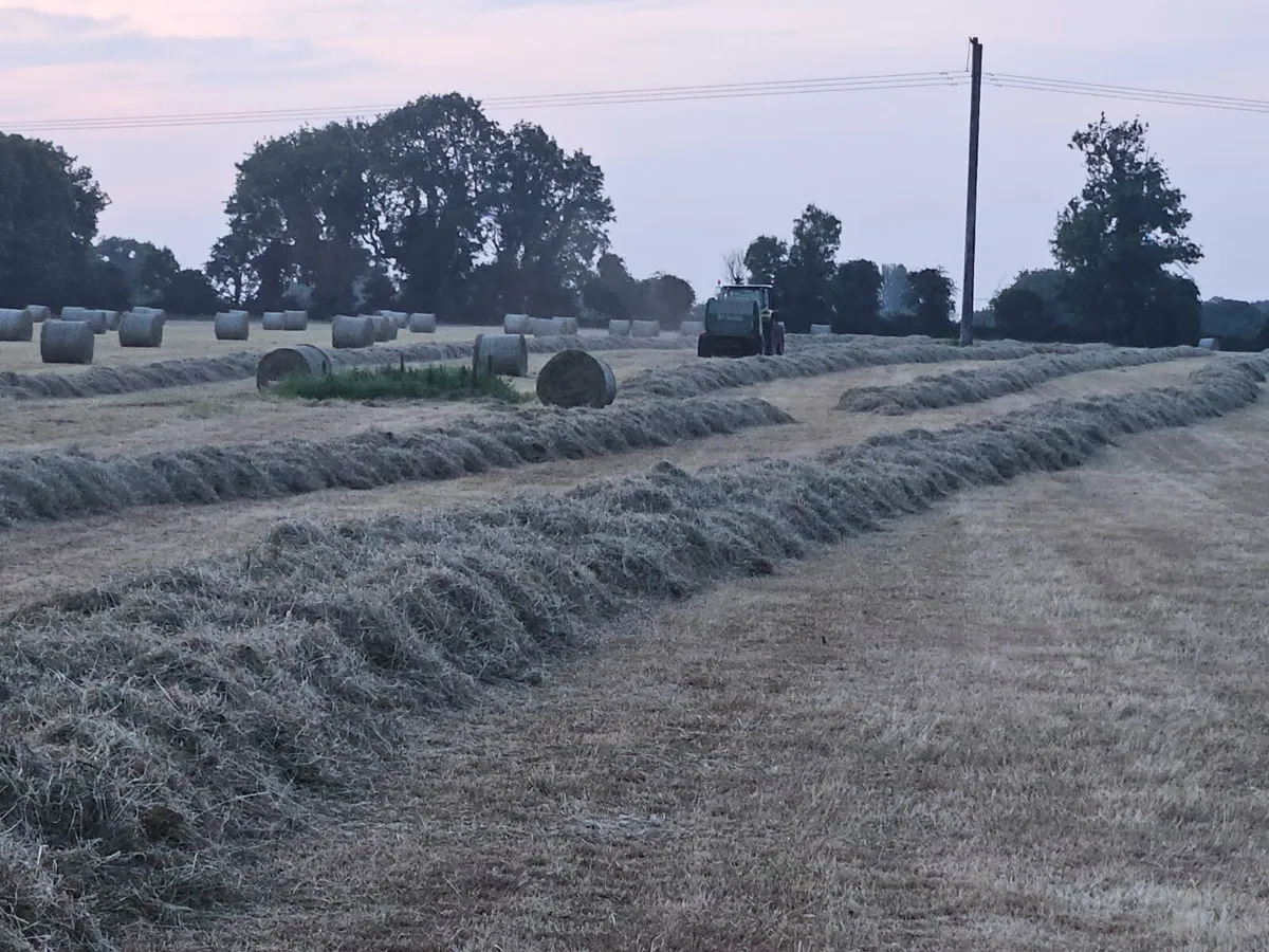 Hay - Image 1