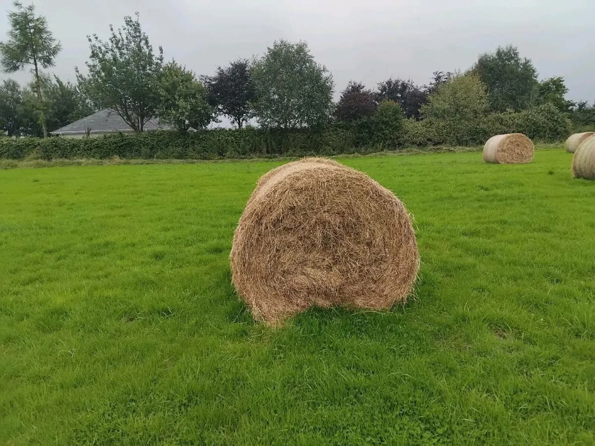 Hay - Image 2