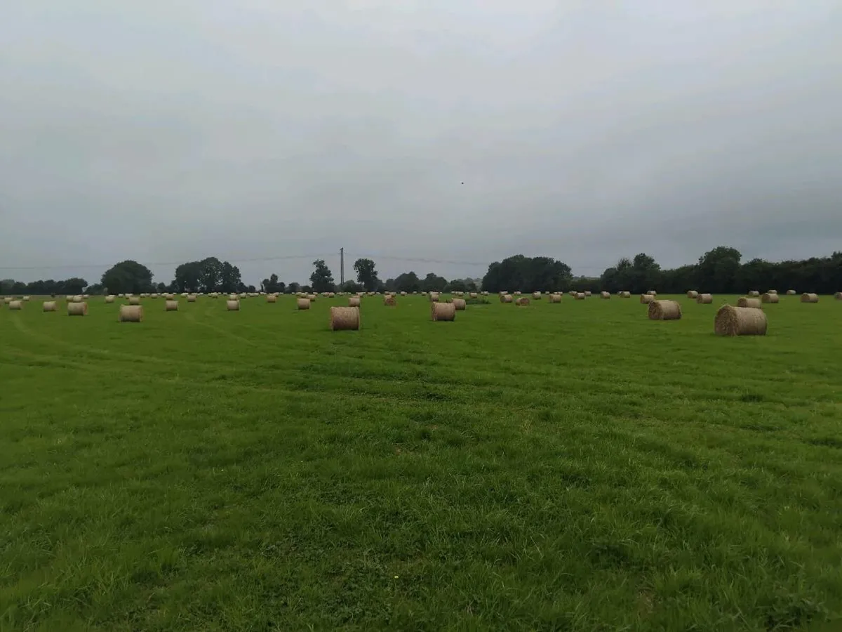Hay - Image 3