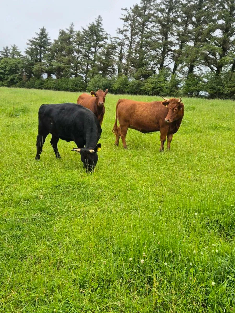 2year old PBR Organic Dexter heifers - Image 1