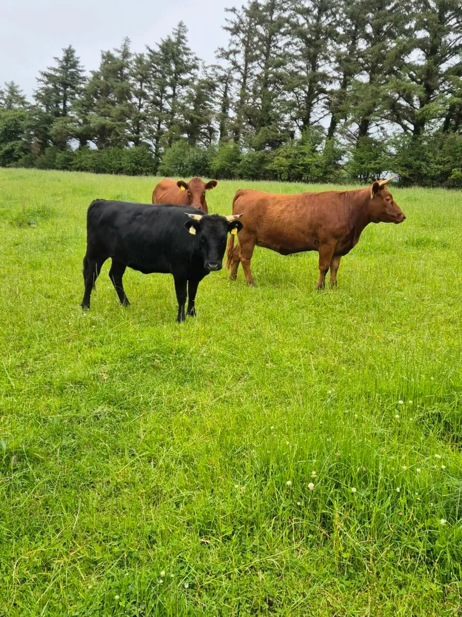 2year old PBR Organic Dexter heifers - Image 2