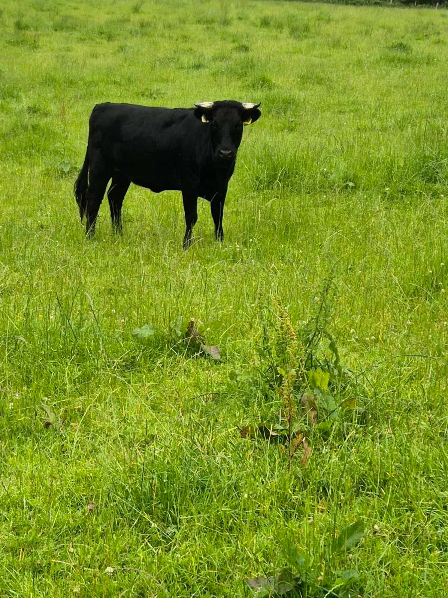 2year old PBR Organic Dexter heifers - Image 3