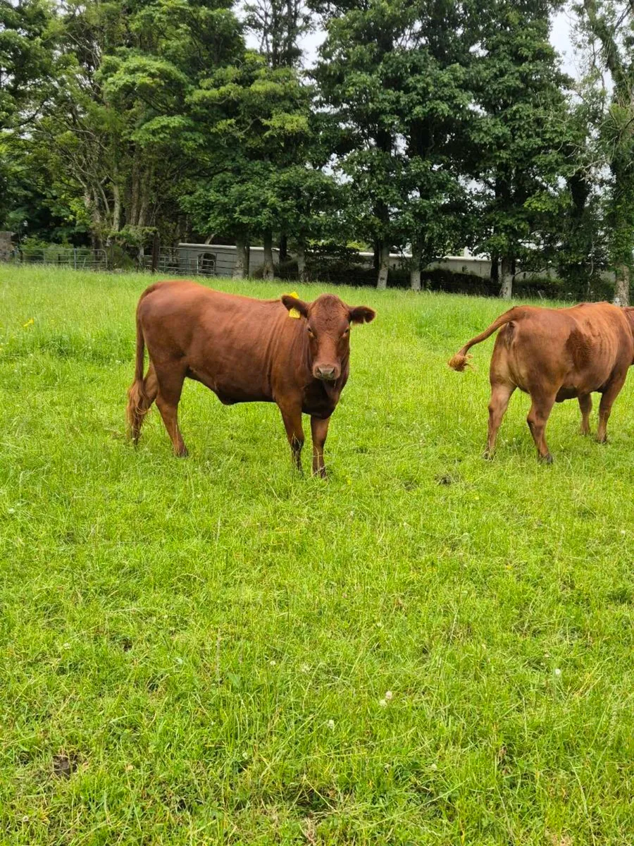 2year old PBR Organic Dexter heifers - Image 4