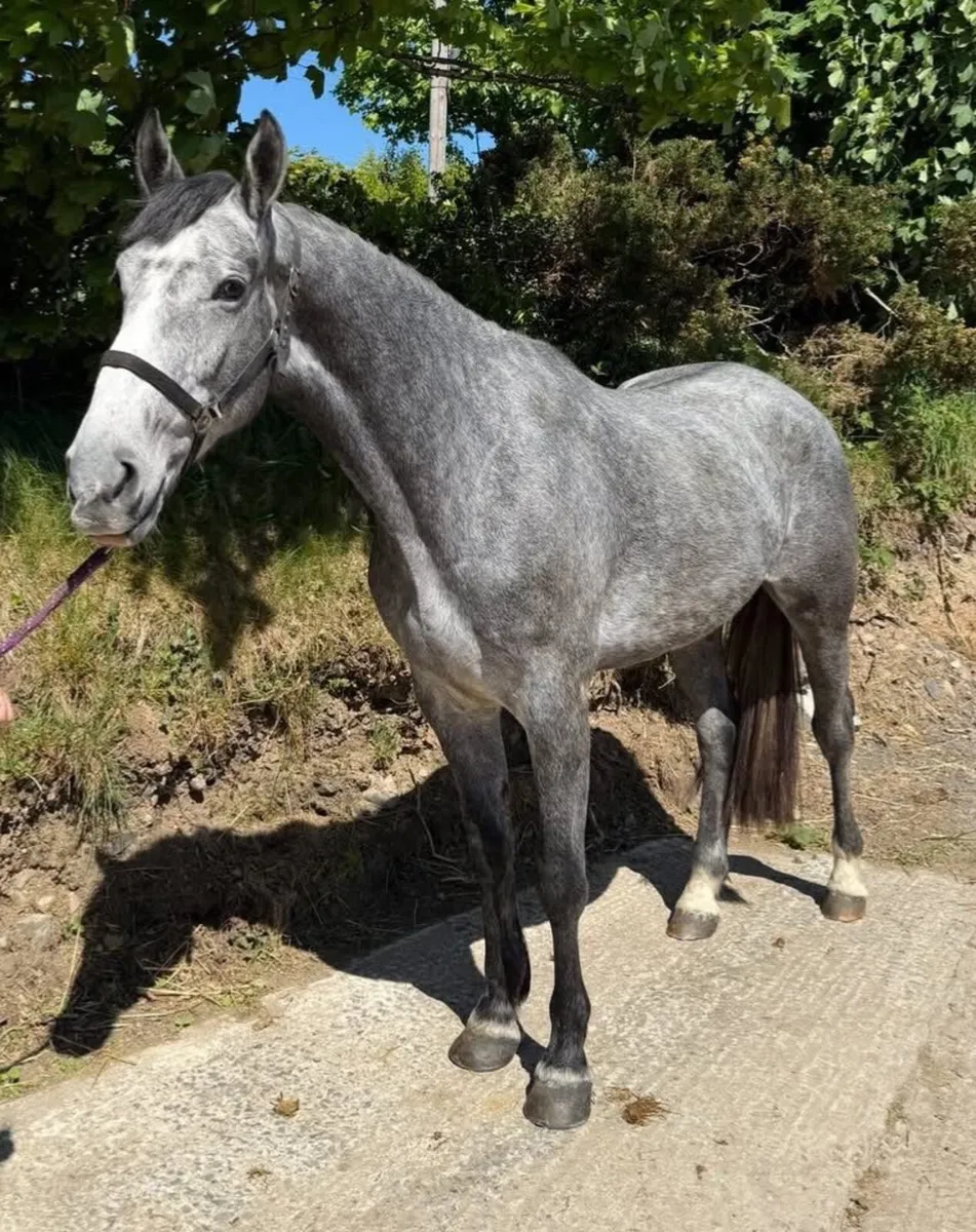 RID 3 year old gelding for sale - Image 1