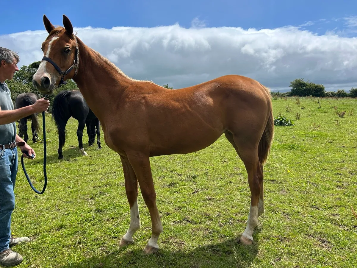 Filly Lansdowne X At Last - Image 1