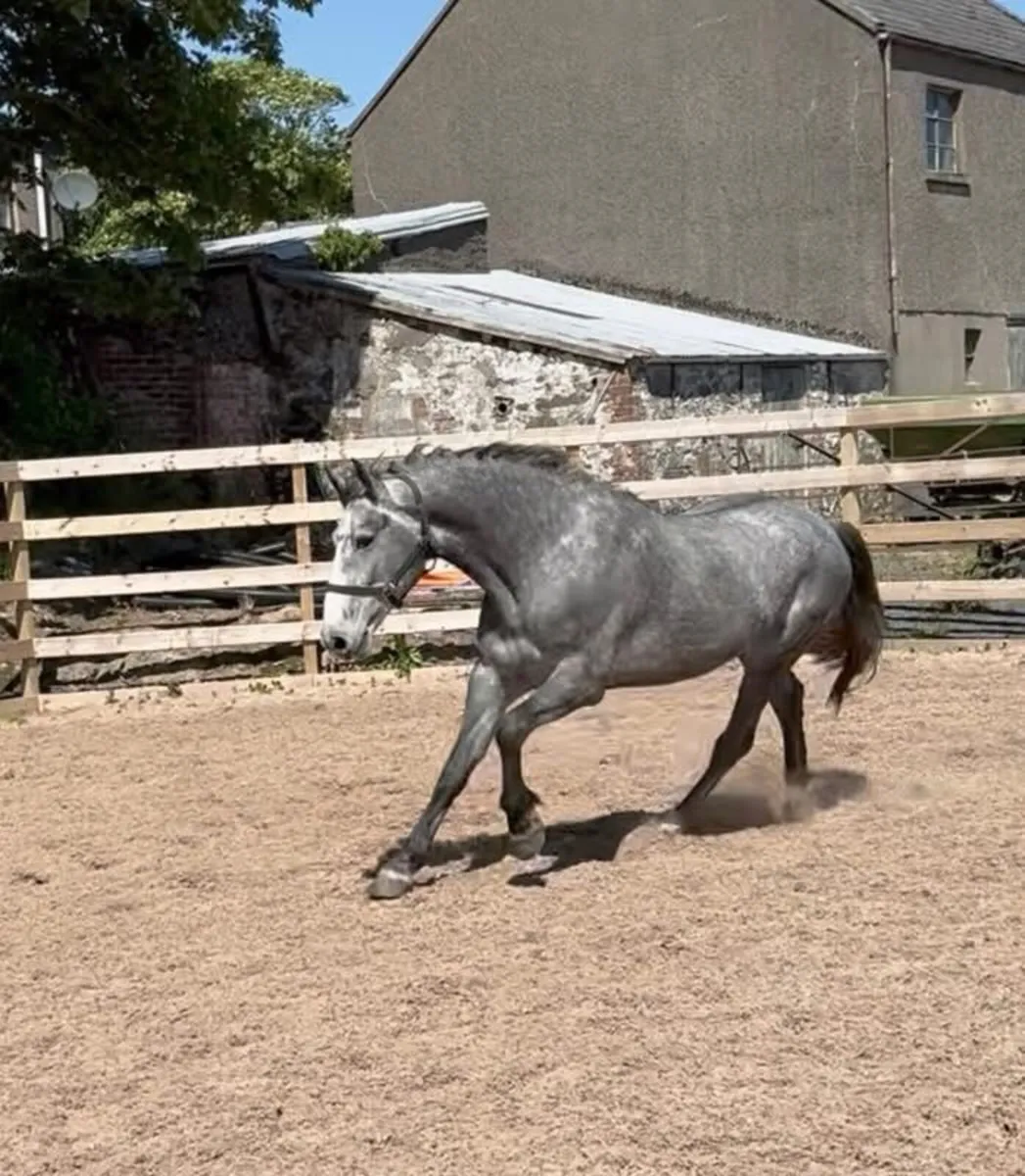 RID 3 year old gelding for sale - Image 2
