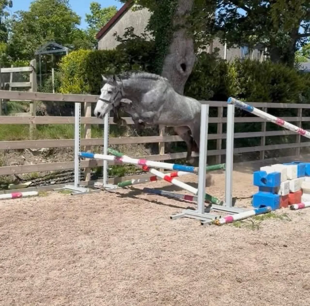 RID 3 year old gelding for sale - Image 3