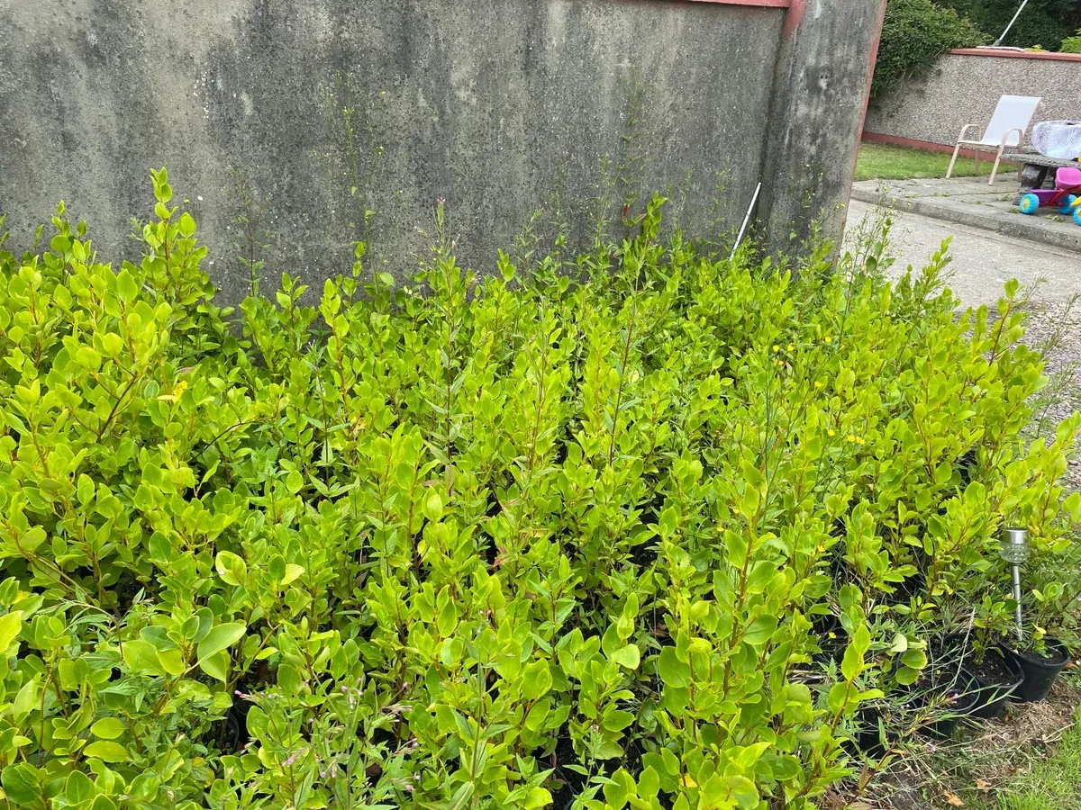 Hedging - Image 4