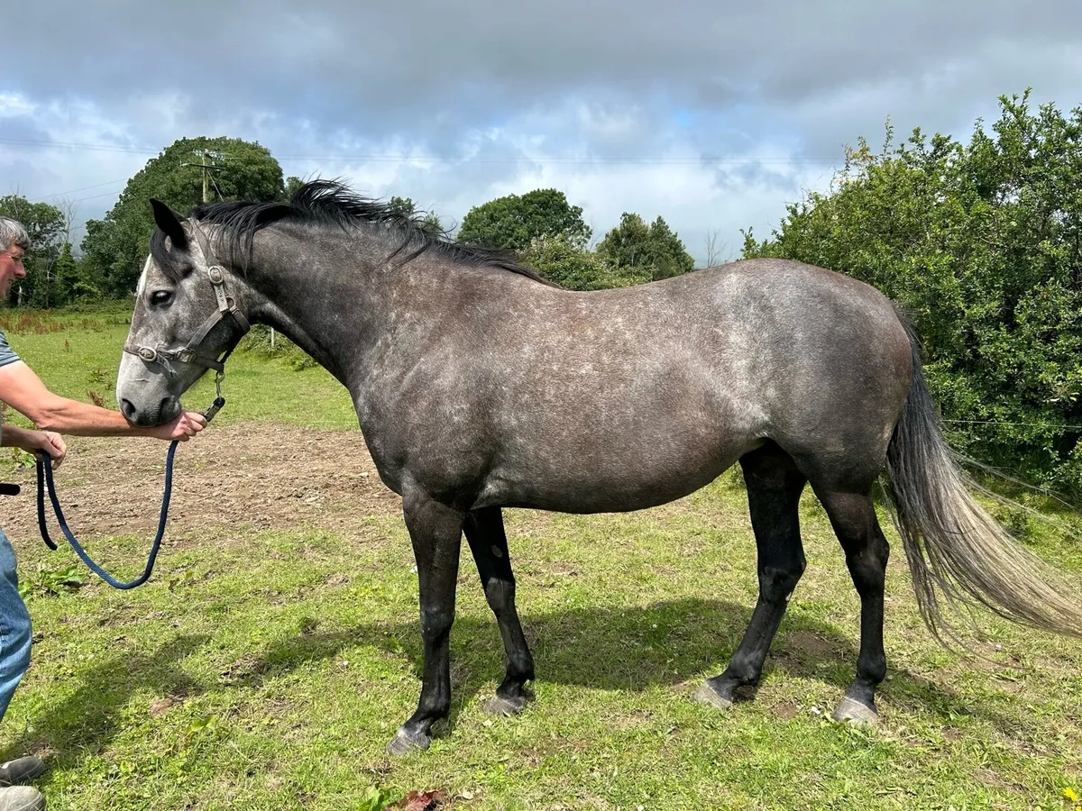 5 YR old Mare by Vivant Van de Heffinck - Image 1