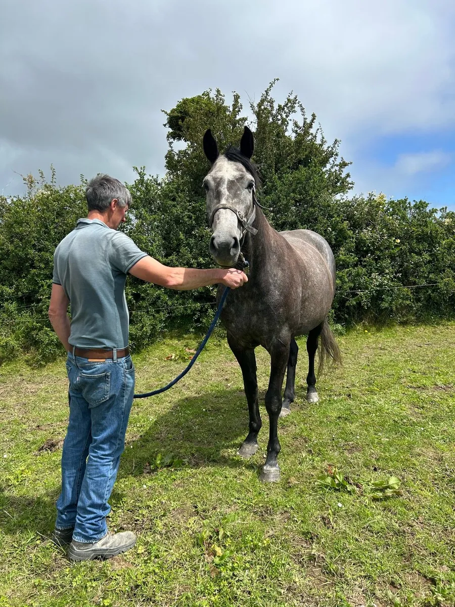 5 YR old Mare by Vivant Van de Heffinck - Image 2