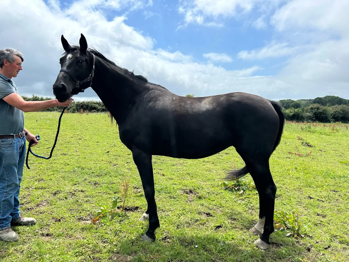 4 YR Old Mare by Future Trend - Image 1