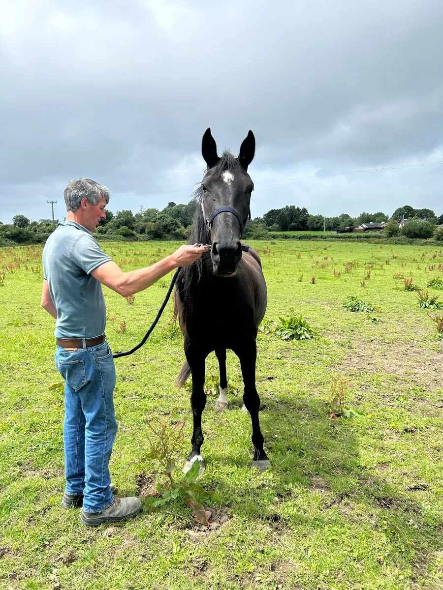 4 YR Old Mare by Future Trend - Image 2