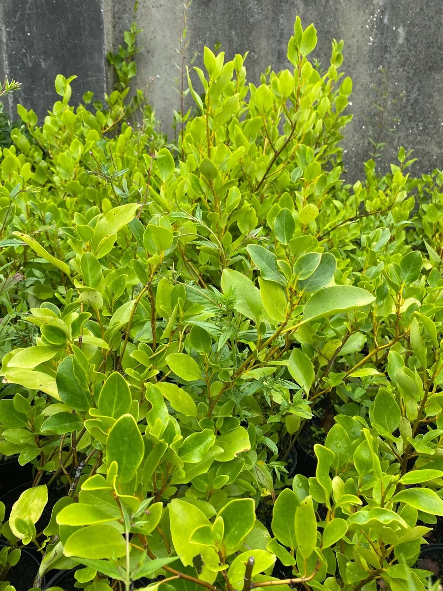 Hedging - Image 1