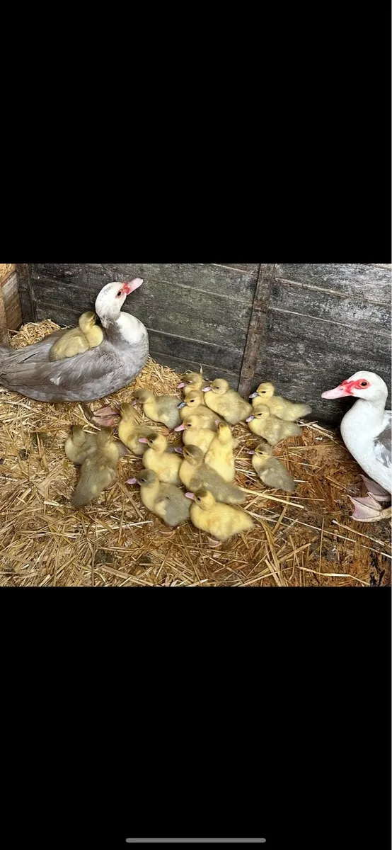 Ducklings - Image 1