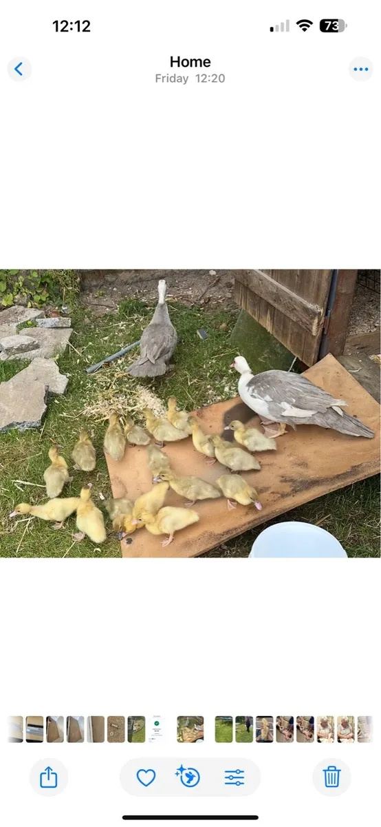 Ducklings - Image 2