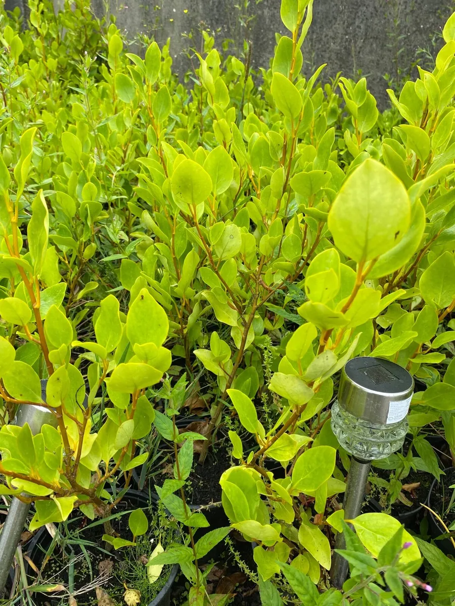 Hedging - Image 2