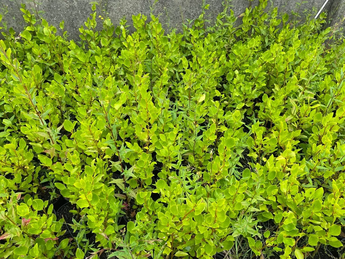 Hedging - Image 3