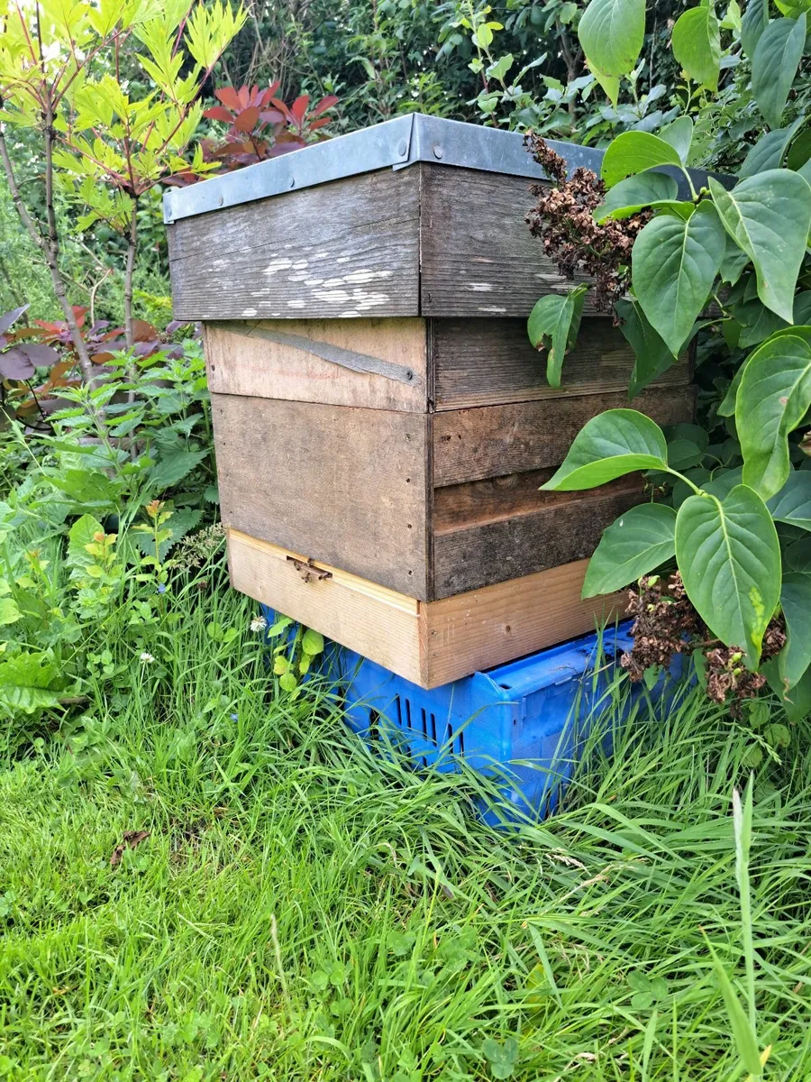 Bees in hive