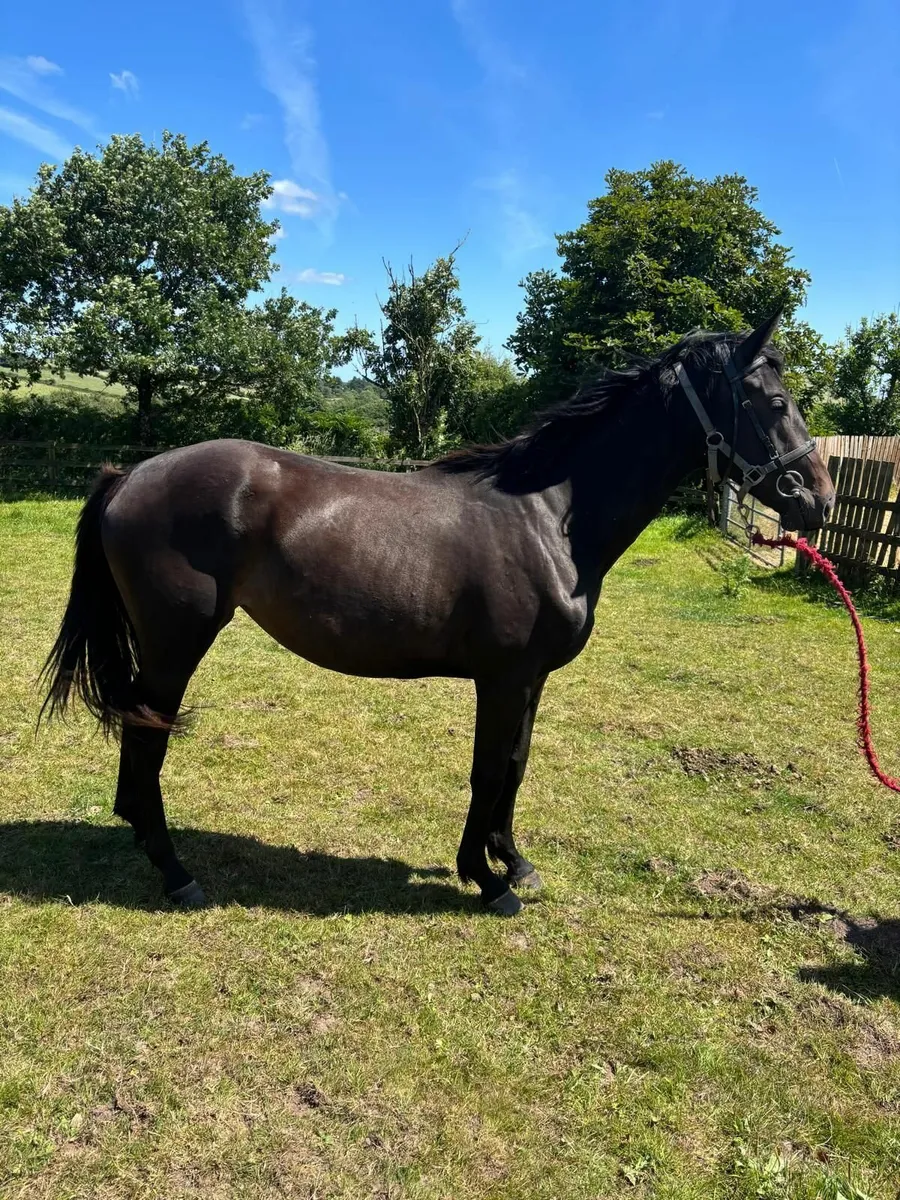 2yr thoroughbred filly - Image 1