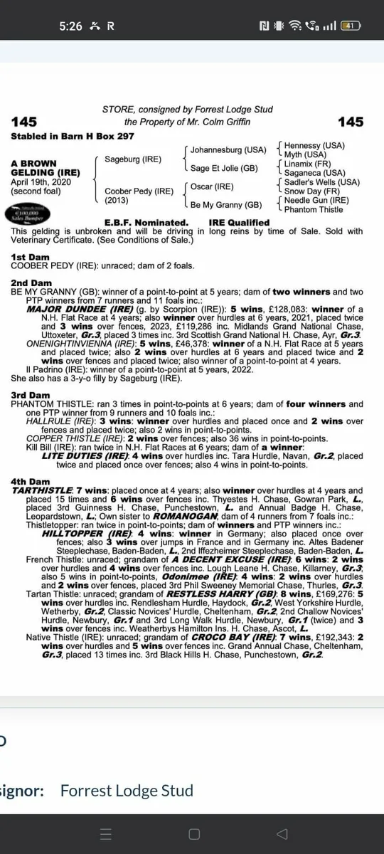 2yr thoroughbred filly - Image 2