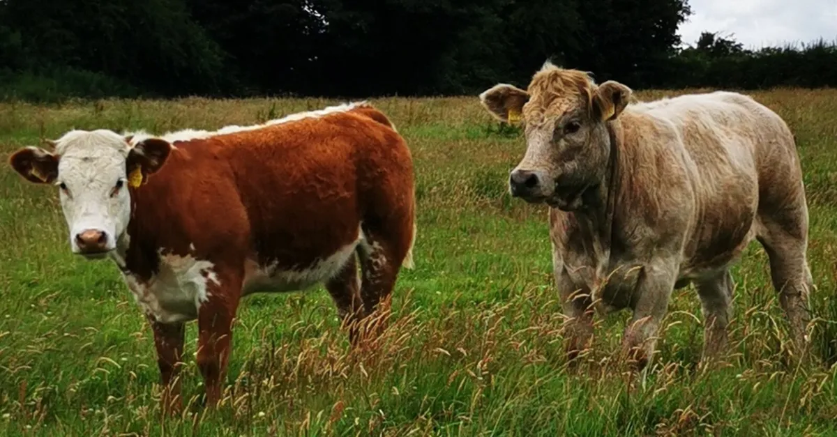 2  HEIFERS .. 1 year old.. - Image 3