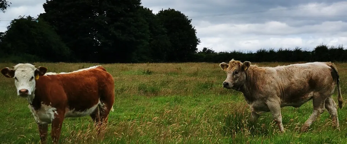 2  HEIFERS .. 1 year old.. - Image 4