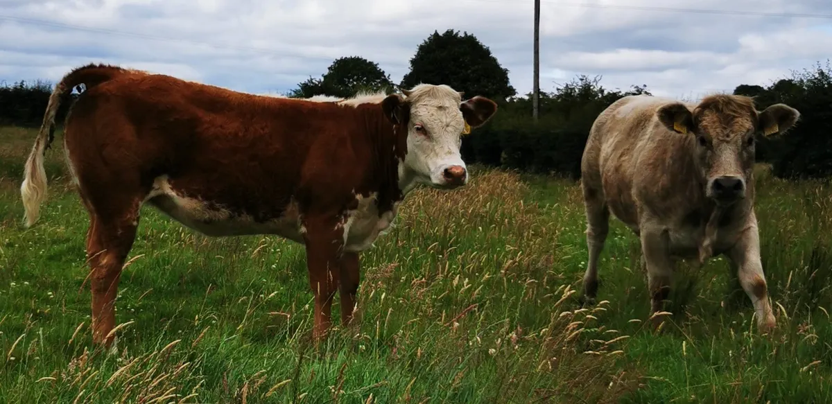 2  HEIFERS .. 1 year old.. - Image 2