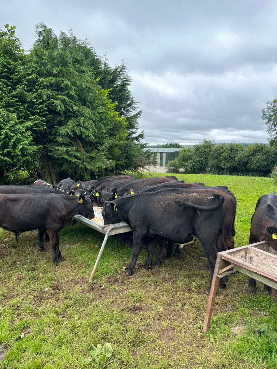 Angus lim and Hereford bulls - Image 2