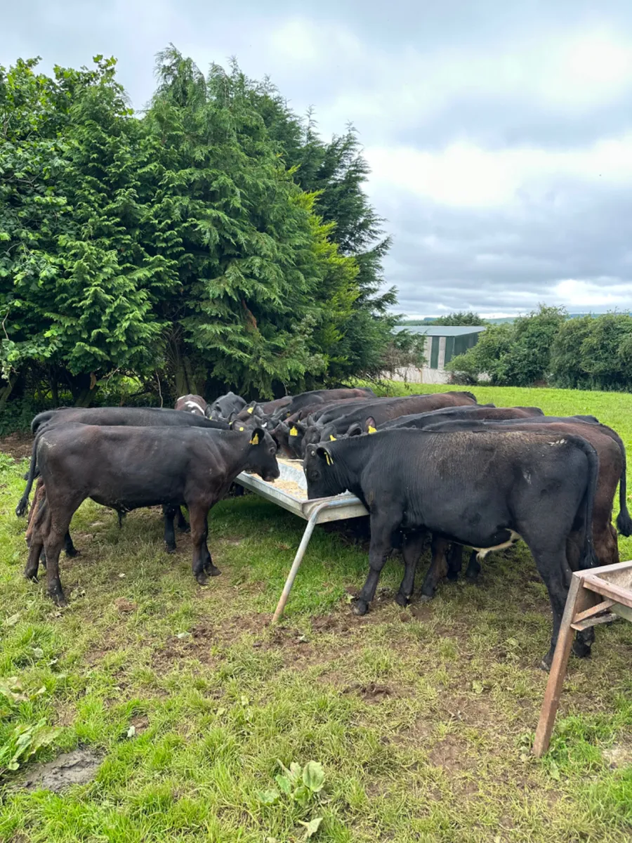 Angus lim and Hereford bulls - Image 1