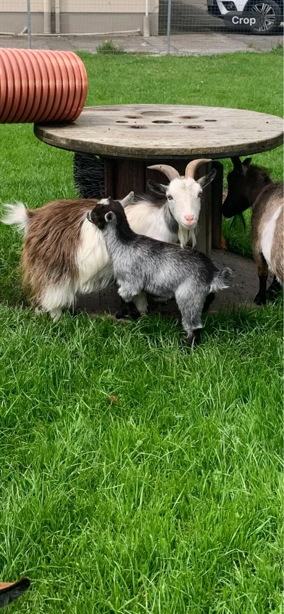 Pigmy Goats - Image 2