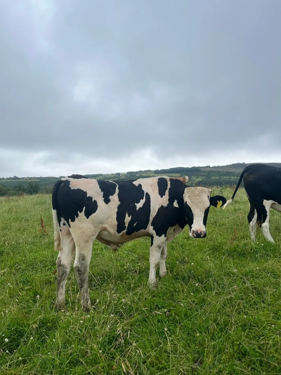 Vasectomized Friesian Bull - Image 1