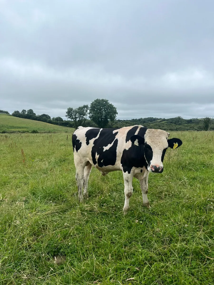 Vasectomized Friesian Bull - Image 2