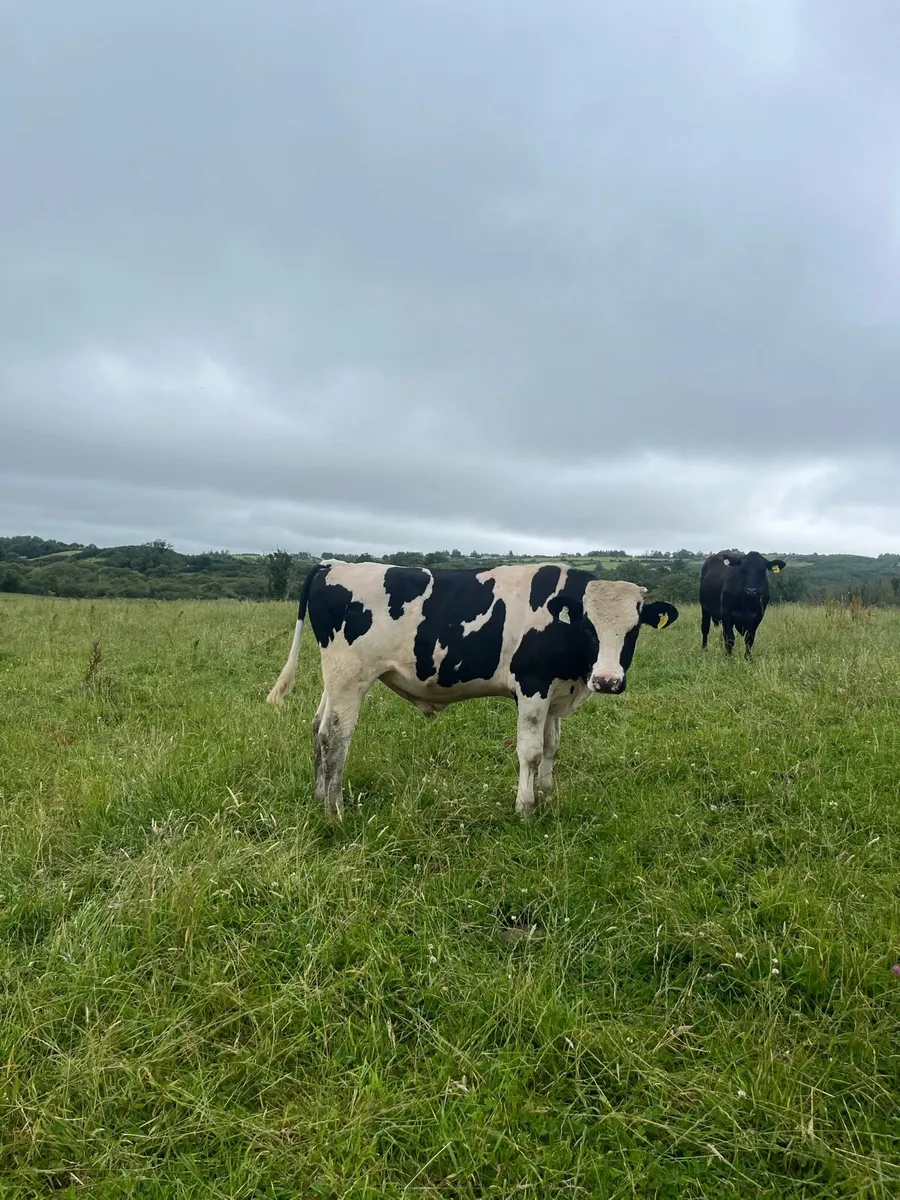 Vasectomized Friesian Bull - Image 3