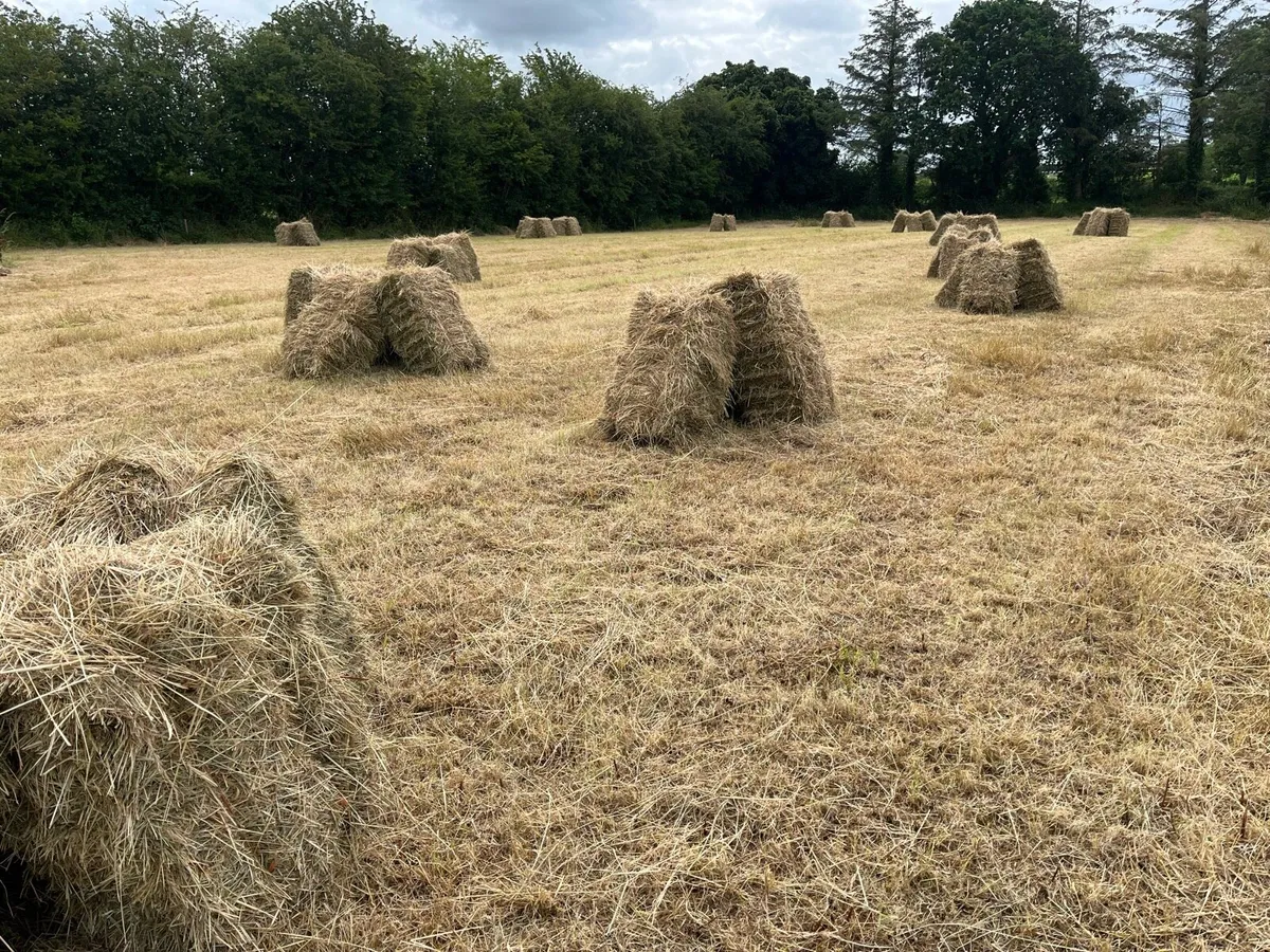 85 square bales of hay - Image 1