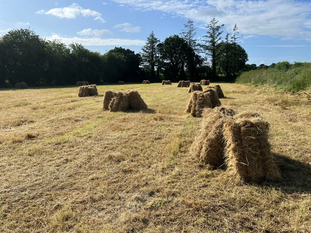 85 square bales of hay - Image 2