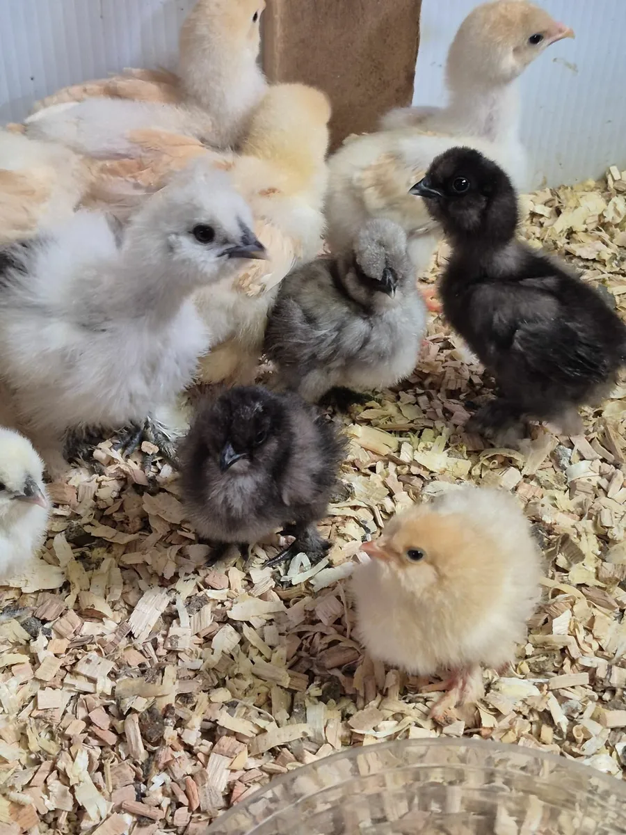 Usa chocolate Silkie Rooster, Silkie &Pekin chicks - Image 2