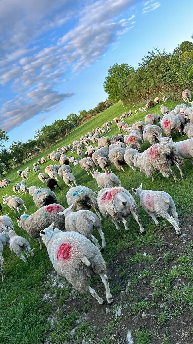 Sheep (grazing required) - Image 3