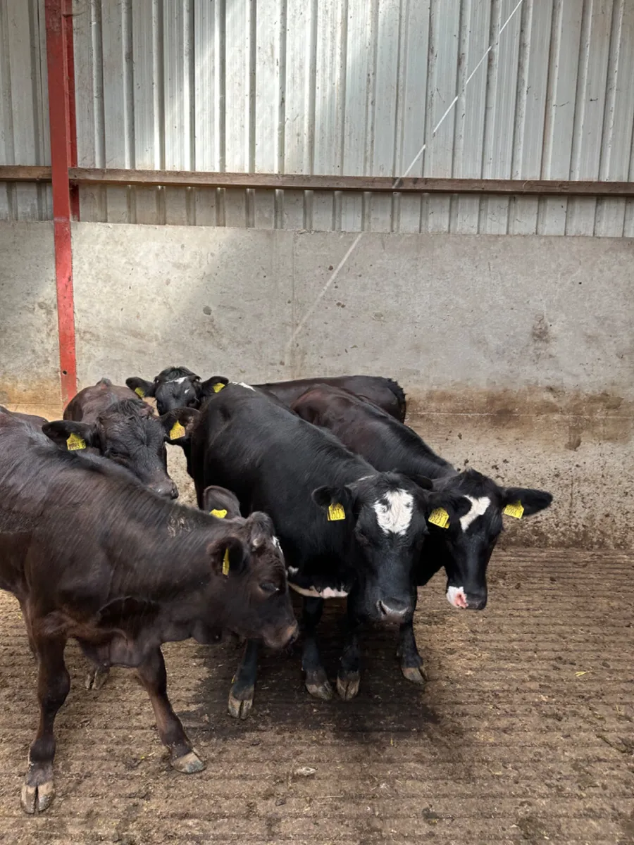 Lim Angus and Simmental heifers - Image 2