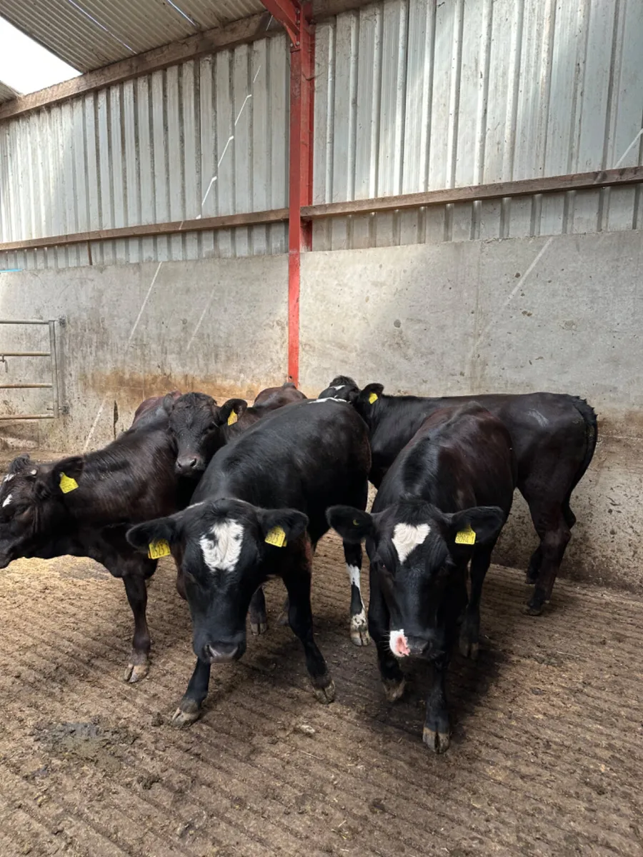 Lim Angus and Simmental heifers - Image 3