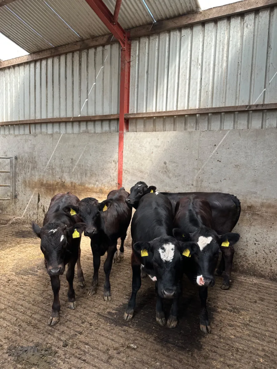 Lim Angus and Simmental heifers - Image 1